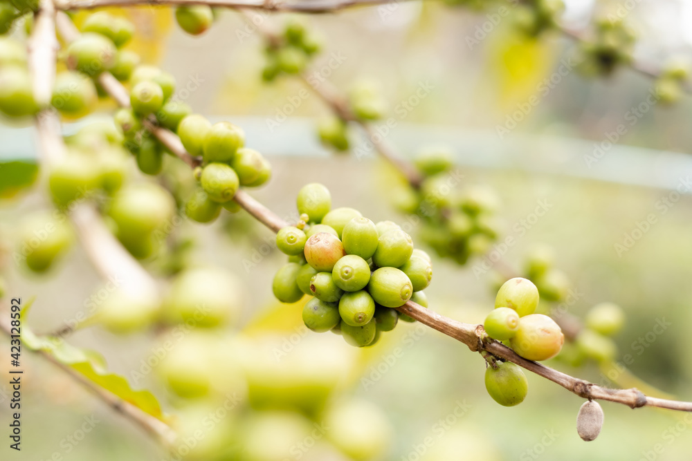 Arabica coffee, green Arabica coffee beans unripe on northern Thailand sources waiting for harvest to process Arabica coffee, green Arabica coffee beans unripe on northern Thailand sources waiting for harvest to process