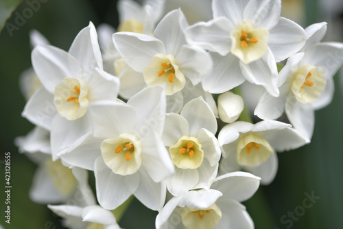 Fototapeta Naklejka Na Ścianę i Meble -  Japanese daffodils in full bloom