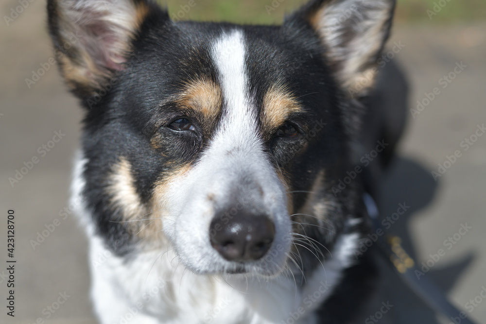 Black corgi dog taking a walk