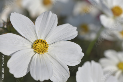 White cosmos flowers blooming in early autumn