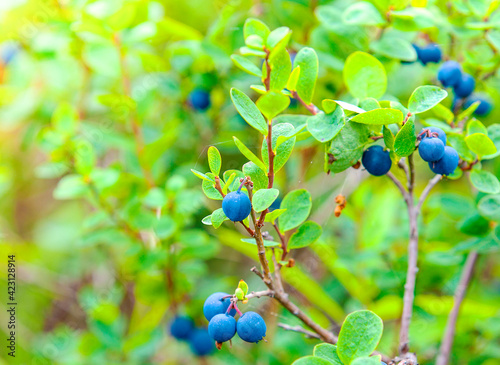 Fresh Organic Blueberries on the bush. Close up