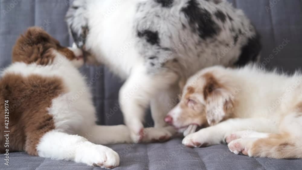 4k. Three small funny Australian shepherd puppy red merle dog 4k. Three small funny Australian shepherd puppy red merle dog