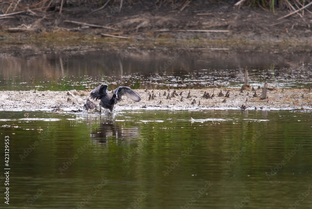Coot or Fulica atra single bird on water in habitat Coot or Fulica atra single bird on water in habitat