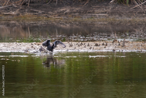 Coot or Fulica atra single bird on water in habitat