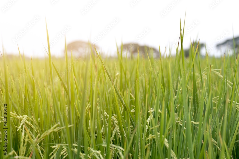 Rice fields ready for harvest.