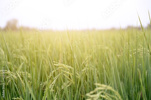 Rice fields ready for harvest.