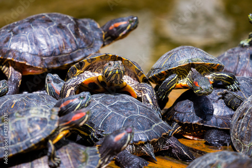 Group of red-eared slider or Trachemys scripta elegans in pool. Dozens of yellow-bellied slider turtles sunning on a wooden surface photo