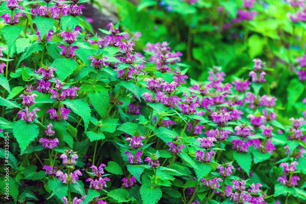 Purple flowers of Lamium Maculatum creeping groundcover plant Purple flowers of Lamium Maculatum creeping groundcover plant