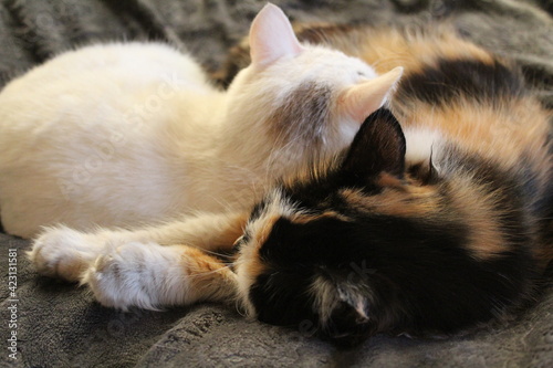 photograph of two fluffy cats lying on bed sleepy kittens family 