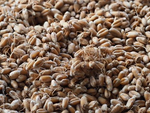 dried wheat germ for grinding flour