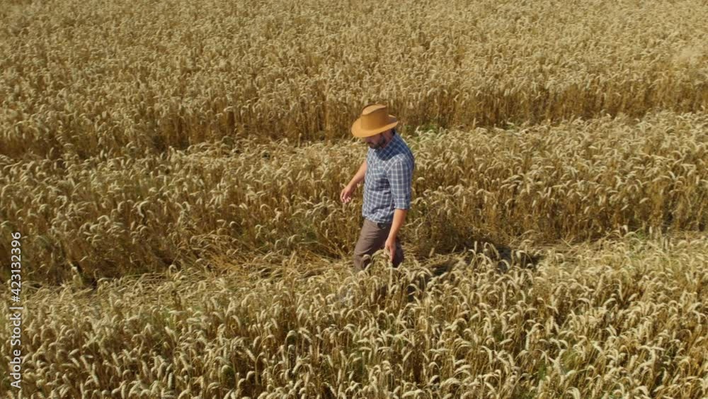 Farmer in Hat in Young Wheat Field and Examining Crop. Aerial View Man Walking Through Wheat Field. Wheat Field Farmer Walking Landscape Nature Agriculture Growth Drone Footage Man Sky. 4K UHD Farmer in Hat in Young Wheat Field and Examining Crop. Aerial View Man Walking Through Wheat Field. Wheat Field Farmer Walking Landscape Nature Agriculture Growth Drone Footage Man Sky. 4K UHD