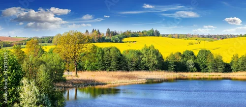 Obraz kwitnienie rzepaku na Mazurach w północno-wschodniej Polsce