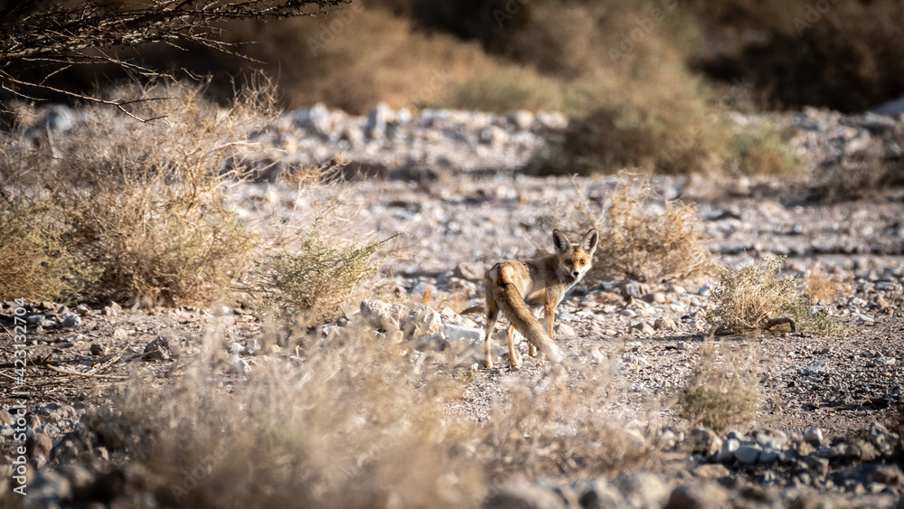 Isolated Beautiful female single adult fox in the wild during the sunset- Southern Israel- Eilat