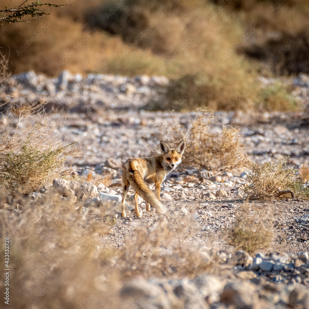 Isolated Beautiful female single adult fox in the wild during the sunset- Southern Israel- Eilat Isolated Beautiful female single adult fox in the wild during the sunset- Southern Israel- Eilat