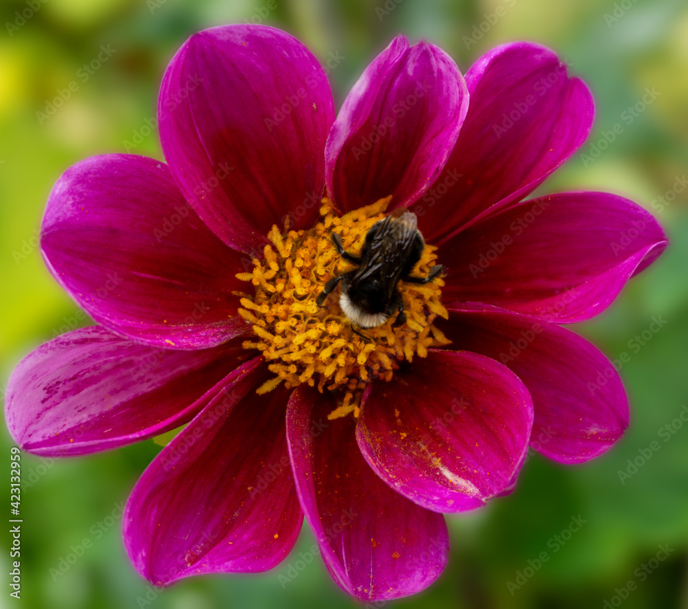 Beautiful bumble bee extracting nectar from vivid dahlia flower close up.