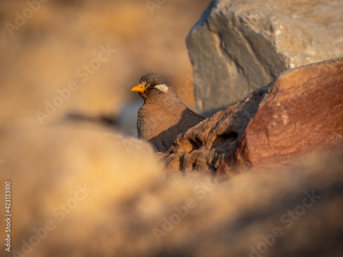 Isolated close up of a beautiful single male Sand Partridge- Southern Israel