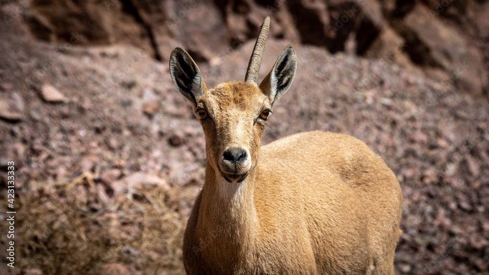 Isolated close up portrait of a female mountain goat in the wild- Southern Israel Isolated close up portrait of a female mountain goat in the wild- Southern Israel