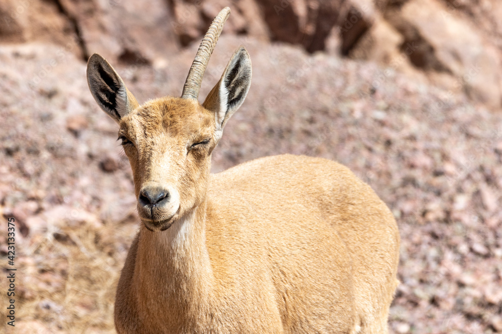 Fototapeta premium Isolated close up portrait of a female mountain goat in the wild- Southern Israel