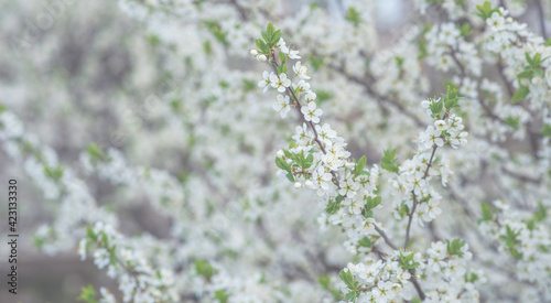 Spring background art with white blossom. Beautiful nature scene with blooming tree. Easter Sunny day. Spring flowers. Beautiful orchard. Abstract blurred background. Springtime. © eskstock