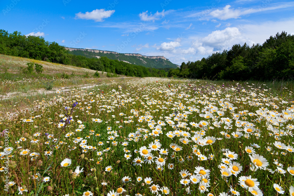 Mountain meadow with white flowers, bright blue sky. The Crimea, Mangup Kale. 