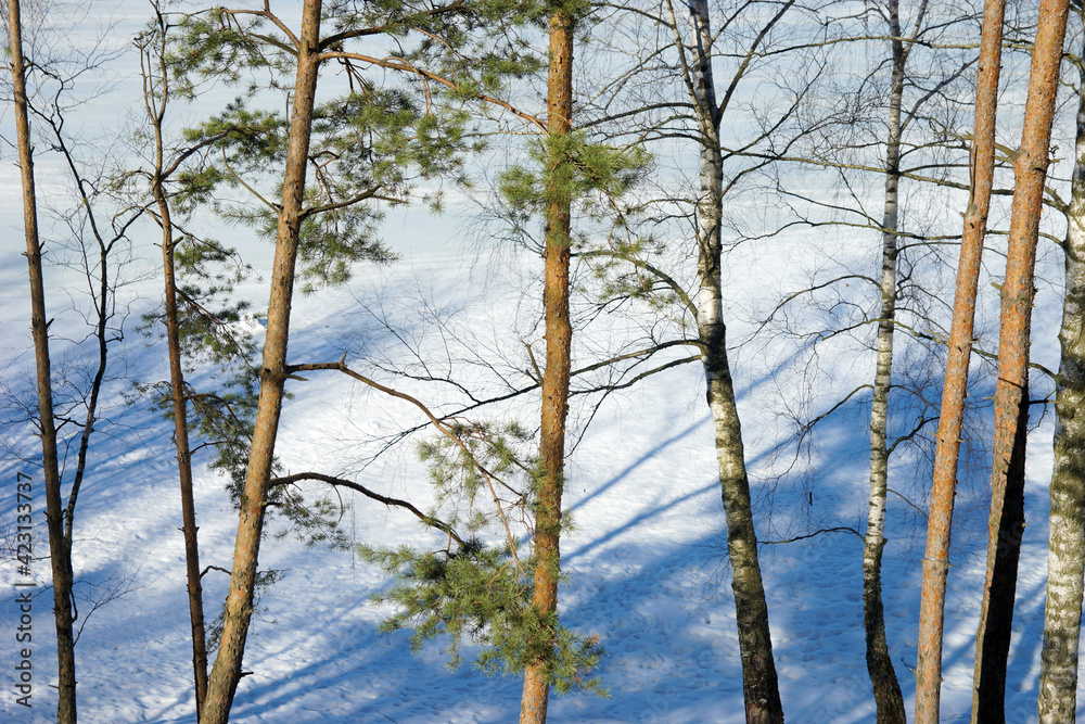 Snow-covered forest in spring, Russia, Moscow region. Dzerzhinsky quarry.