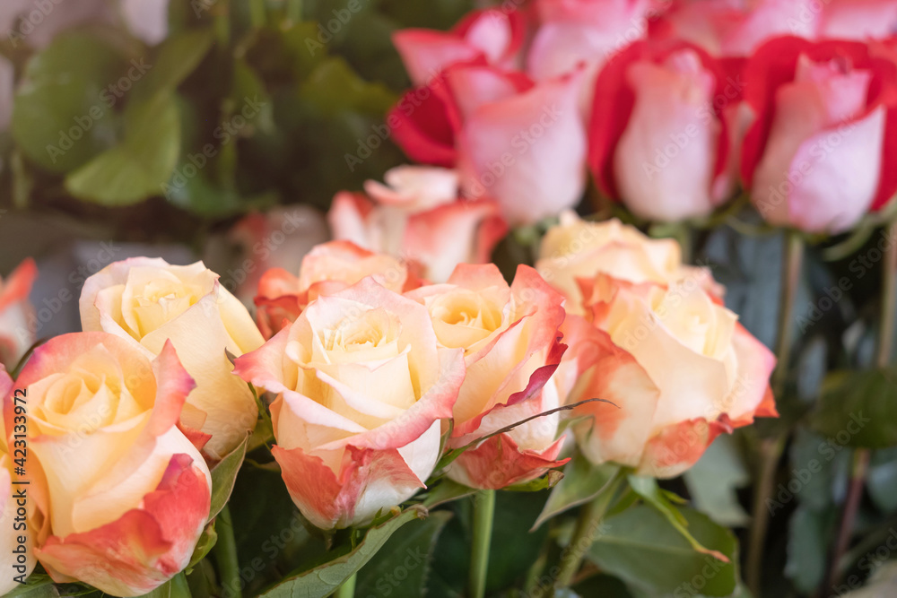 Roses close-up in a flower shop against the background of other plants and flowers. The concept of choosing and buying flowers. Roses close-up in a flower shop against the background of other plants and flowers. The concept of choosing and buying flowers.