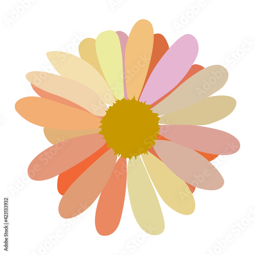 simple flower of blossoming and blooming chamomile. Vector Illustration