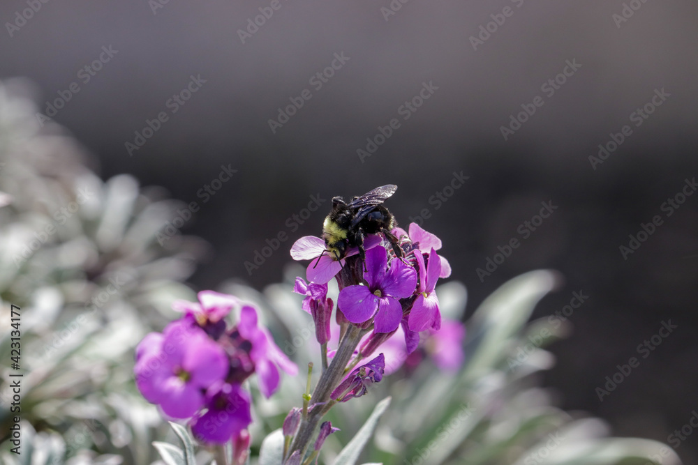 Close up of Bumble bee on purple flower collecting pollen in spring Close up of Bumble bee on purple flower collecting pollen in spring