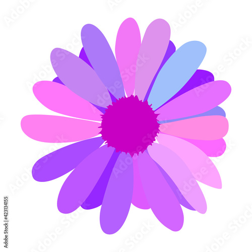 simple flower of blossoming and blooming colored chamomile. Vector Illustration