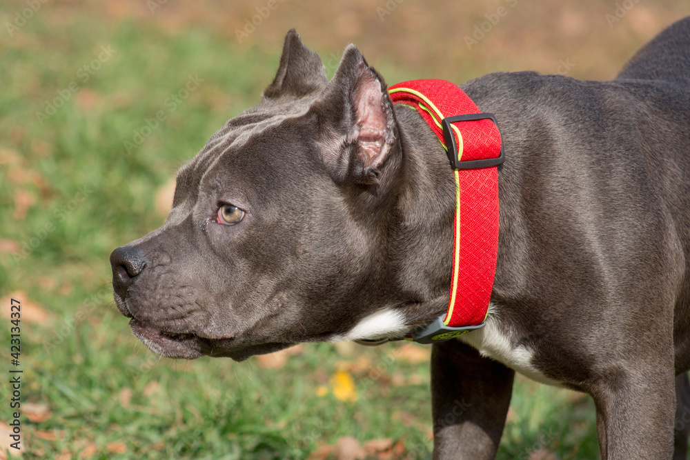 Portrait of american bully puppy is standing in the autumn park. Seven month old. Pet animals. Portrait of american bully puppy is standing in the autumn park. Seven month old. Pet animals.