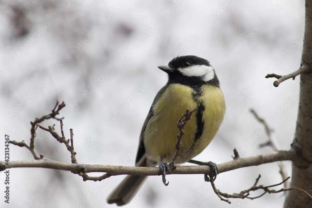 Beautiful great Parus major on the branch. Pretty winter bokeh. Beautiful great Parus major on the branch. Pretty winter bokeh.