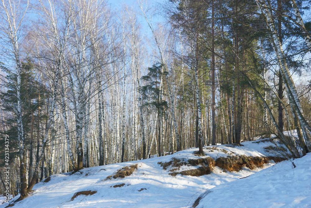 Snow-covered forest in spring, Russia, Moscow region. Dzerzhinsky quarry.