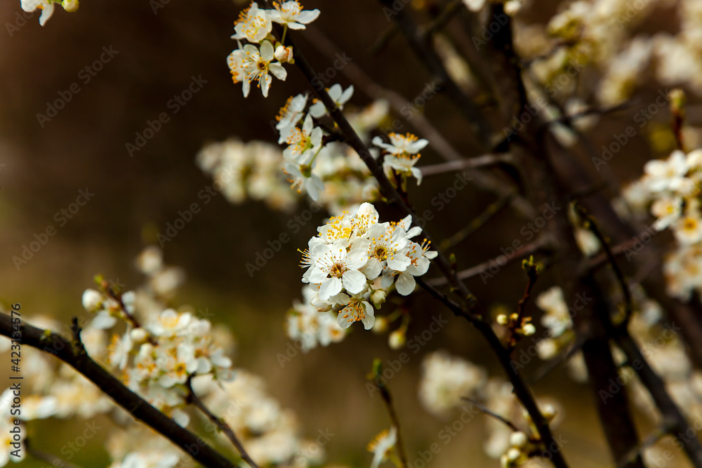 Springtime with white cherry blossoms. Beautiful cherry tree with tender flowers. Amazing spring blossom Springtime with white cherry blossoms. Beautiful cherry tree with tender flowers. Amazing spring blossom