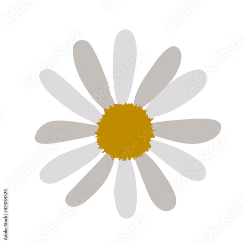 simple flower of blossoming and blooming white chamomile. Vector Illustration