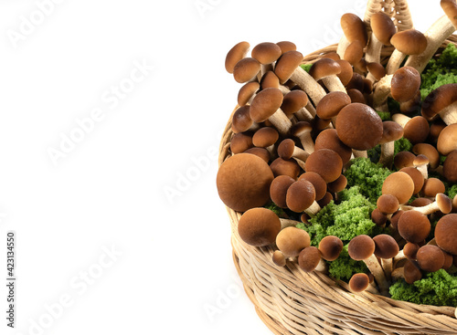 Brown beech mushrooms or Shimeji mushroom in wicker basket with moss isolated on white background with clipping path photo