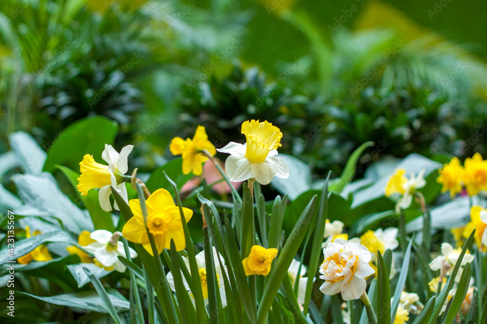 A flower bed with yellow daffodils blooming in the spring garden. In the spring, daffodils of various types bloom in the garden. A blooming daffodil. Blooming daffodils in spring.