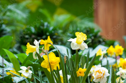 Fototapeta Naklejka Na Ścianę i Meble -  A flower bed with yellow daffodils blooming in the spring garden. In the spring, daffodils of various types bloom in the garden. A blooming daffodil. Blooming daffodils in spring.