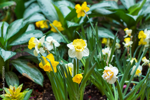 A flower bed with yellow daffodils blooming in the spring garden. In the spring, daffodils of various types bloom in the garden. A blooming daffodil. Blooming daffodils in spring