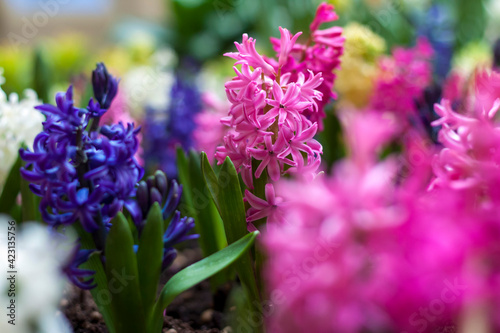 Blooming spring hyacinth flower in a flower bed. Colorful hyacinths, traditional Easter flowers, floral background. Close-up macro photography, selective focus.
