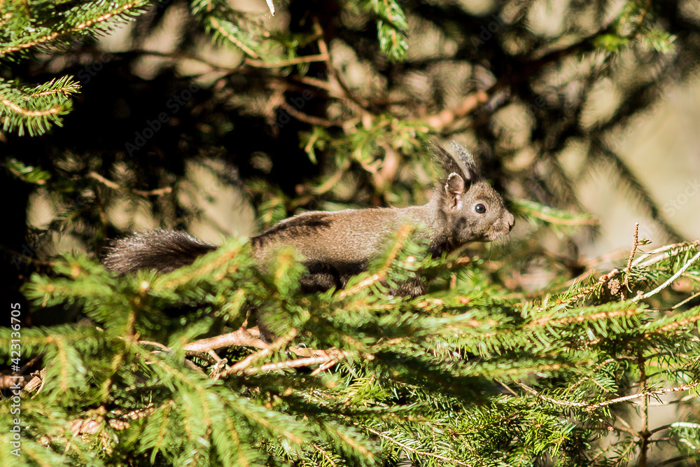 Eichhörnchen