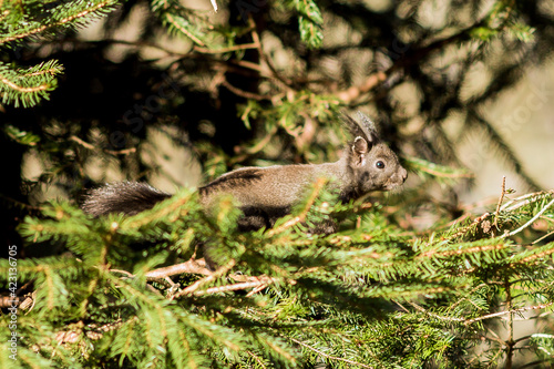 Eichhörnchen © Lothar.Photo