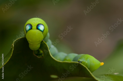 Fototapeta Naklejka Na Ścianę i Meble -  Caterpillar in Nature