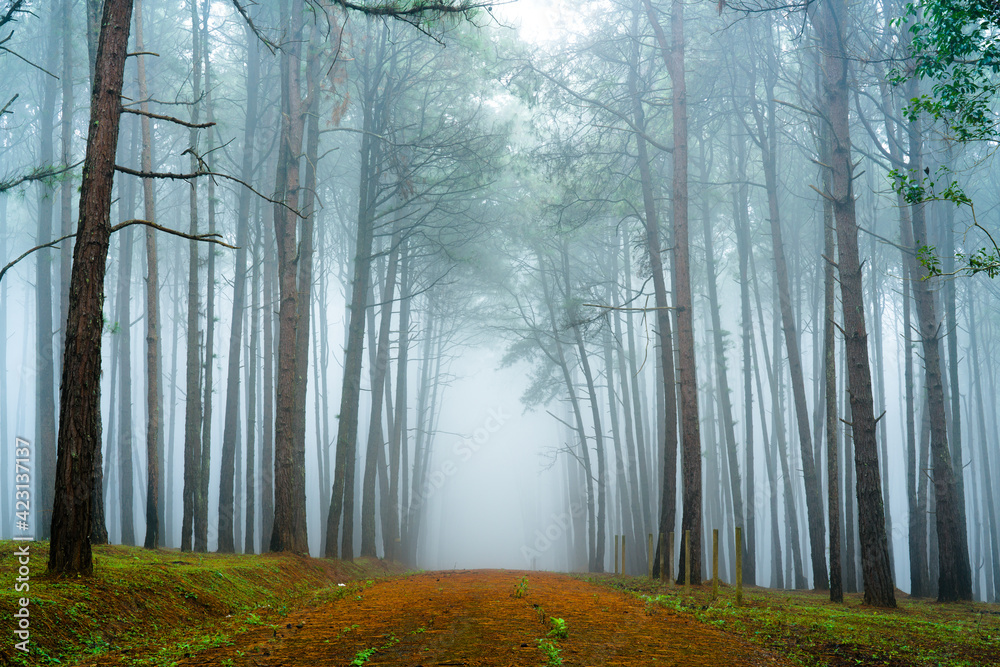 Obraz premium Pine tree in forest 