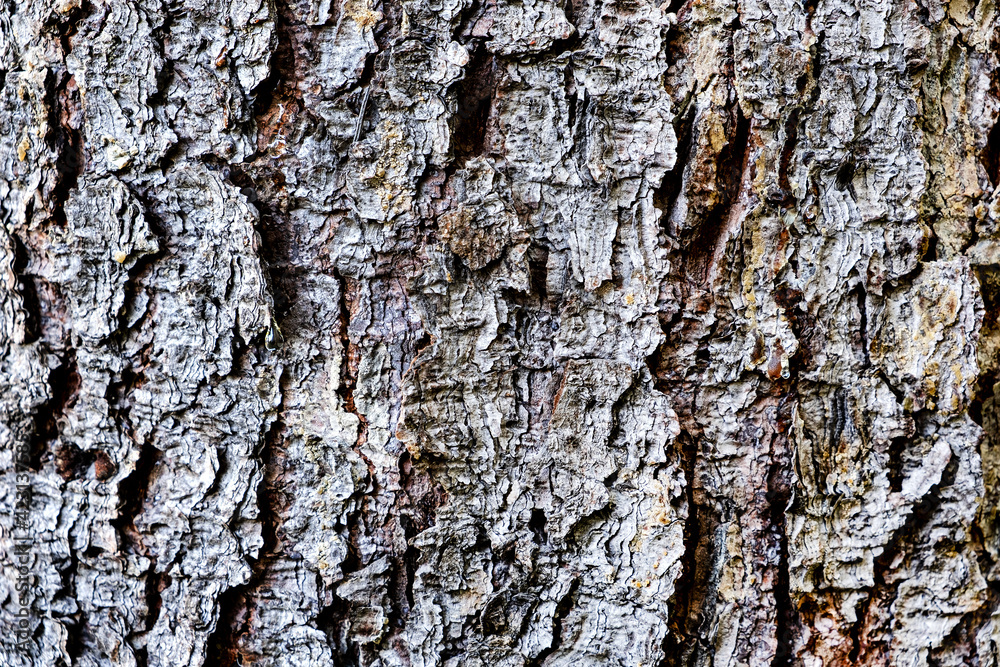Fototapeta premium Old Wooden Texture