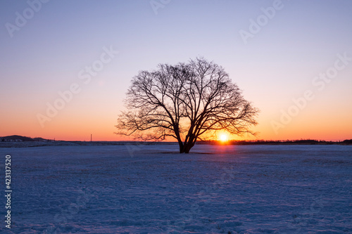 冬の豊頃町 ハルニレの木と日の出の風景  © TATSUYA UEDA