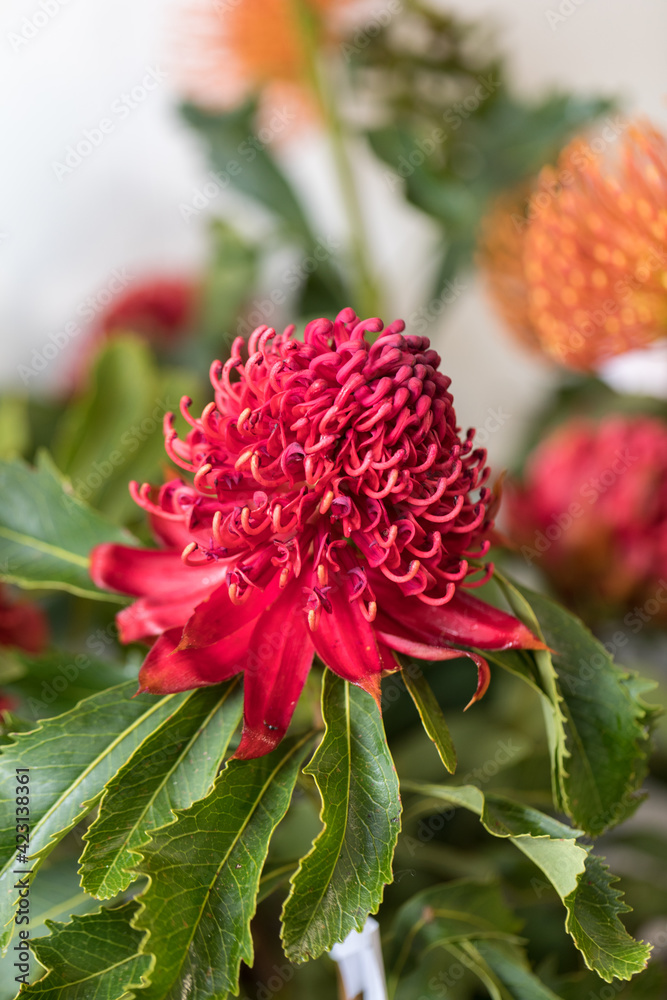 Bright inflorescence of the Waratah, Telopea speciosissima, an evergreen shrub from South Eastern Australia
