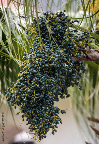 Seed head of Bangalow palm, Archontophoenix cunninghamiana photo