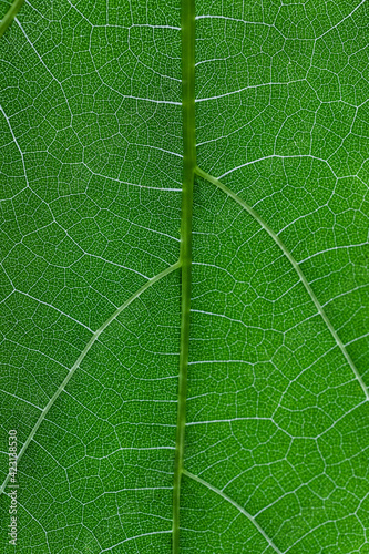 Extreme close up vibrant green veined leaf
 photo