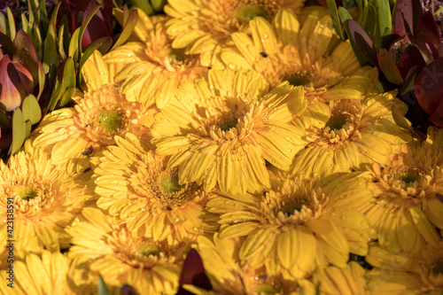 Beauty floristic decoration with yellow gerbera flowers