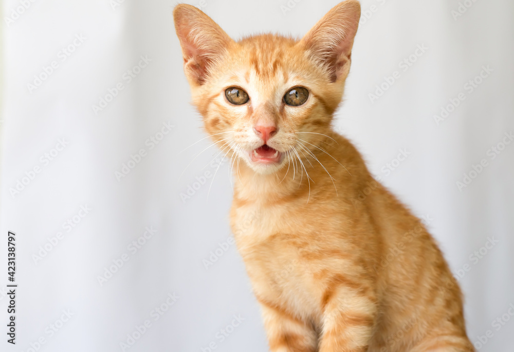 curious orange kitten standing on white background and looking to camera while shooting
